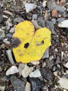 Et gult hjerteformet blad med hull ligger på en grusflate, blant steiner og småstein.