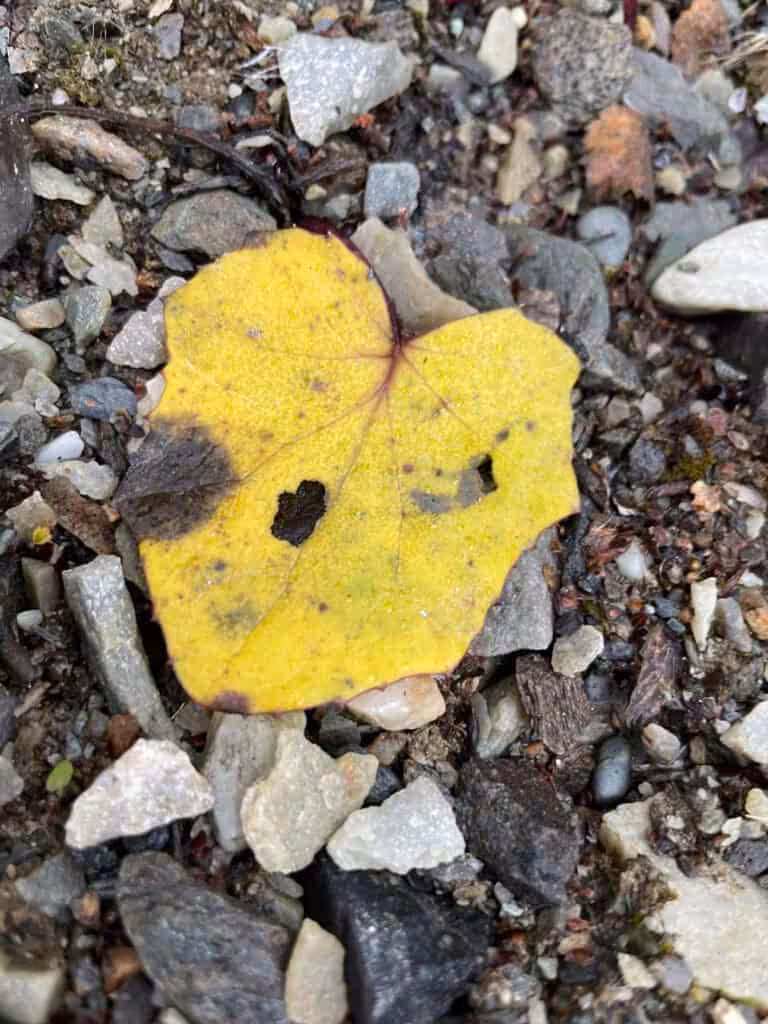 Bilde av sak